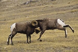 Bighorn Sheep - rams butt heads