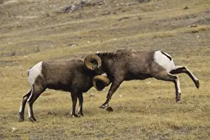 Ungulates Prints: Bighorn Sheep - rams butt heads Northern Rockies. Fall. MS363
