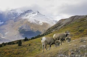 Images Dated 23rd September 2008: Bighorn Sheep Rams - grazing in subalpine meadow - Northern Rockies - Canada - Autumn _C3B6764