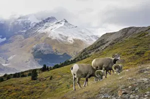 Ungulates Prints: Bighorn Sheep Rams - grazing in subalpine meadow - Northern Rockies - Canada - Autumn _C3B6764