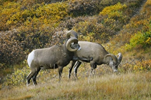 Images Dated 23rd September 2008: Bighorn Sheep Rams - larger ram showing dominance over younger male - Northern Rockies - Alberta