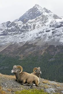 Images Dated 23rd September 2008: Bighorn Sheep Rams - lying down - Northern Rockies - Canada - Autumn _C3B6708