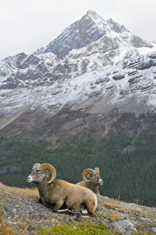 Images Dated 23rd September 2008: Bighorn Sheep Rams - lying down - Northern Rockies - Canada - Autumn _C3B6708