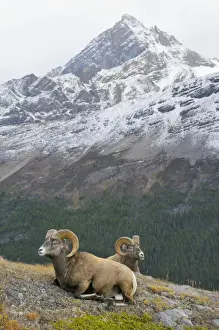 Ungulates Prints: Bighorn Sheep Rams - lying down - Northern Rockies - Canada - Autumn _C3B6708