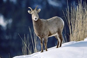 Images Dated 15th July 2008: Bighorn Sheep Rocky Mountains