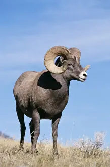 Big Horn Prints: Bighorn Sheep SM 1547 Ovis canadensis © Stefan Meyers / ARDEA LONDON
