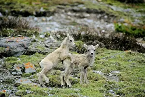Imitate Prints: Bighorn Sheep - Young lambs playing