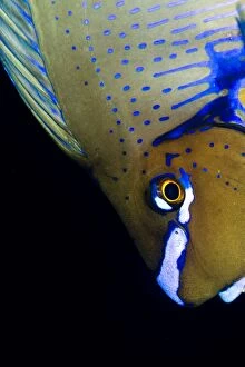 Images Dated 26th December 2011: Bignose Unicornfish
