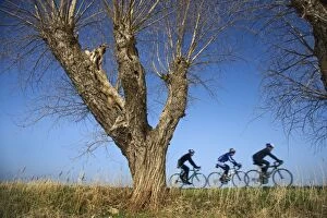 Images Dated 15th March 2012: Bikers / Cyclists - on dyke with Knotted Willow tree