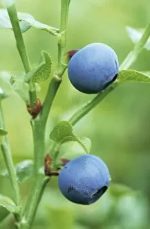Images Dated 1st July 2008: Bilberry