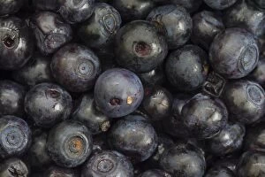 Blueberries Gallery: Bilberry, Blueberry, Whinberry, Whortleberry