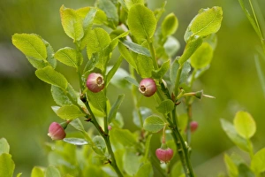 Images Dated 15th July 2006: Bilberry (Vaccinium myrtillus) in flower. Exmoor