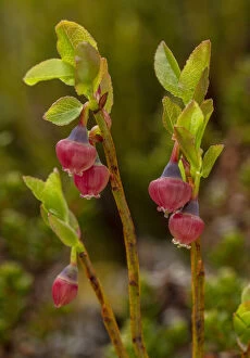 Deciduous Gallery: Bilberry, Vaccinium myrtillus, in flower in spring. Date: 15-Apr-19