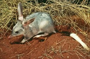 Bilbies Gallery: Bilby / Rabbit-Eared Bandicoot