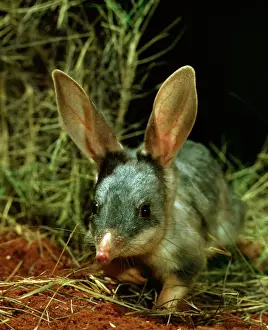 Marsupials Prints: Bilby / Rabbit-eared BANDICOOT - Central Australian deserts JPF0037d