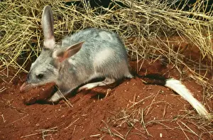 Bandicoot Prints: Bilby / Rabbit-Eared Bandicoot JPF 02938 Macrotis lagotis © Jean-Paul Ferrero / ARDEA LONDON