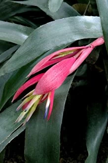 Images Dated 4th August 2006: Billbergia windii - Hybrid bromeliad - a secluded high-walled garden which adjoins the Tomas