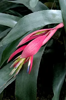 Canary Islands Prints: Billbergia windii - Hybrid bromeliad - a secluded high-walled garden which adjoins the Tomas Morales Museum