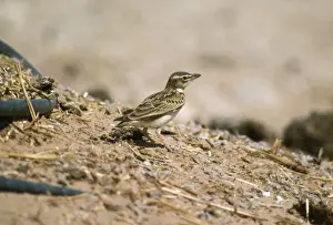 Israel Prints: Bimaculated Lark Israel