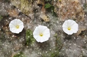 Bindweed flowers and fallen seeds in fluffy tufts of cot