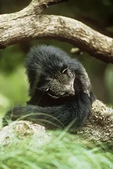 Binturong / Bear Cat - grooming
