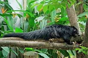 Images Dated 26th May 2005: Binturong / Bearcat - lying on tree branch