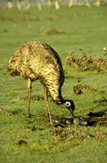 Emus Prints: BIR00057
