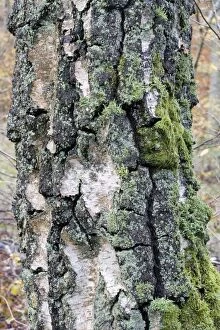 Birch - bark covered with mosses and lichens