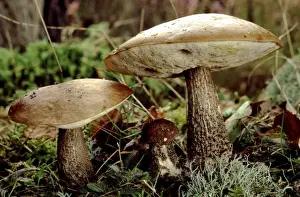 Bolete Prints: Birch Bolete Fungi