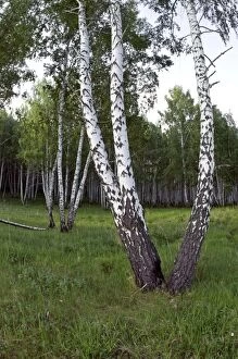 Images Dated 6th June 2010: Birch Forest near river Sinara - trees trunks bear