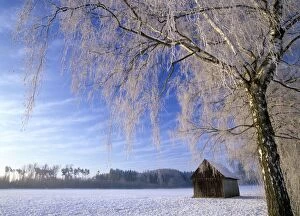 Birch and hut, frost covered birch tree and hut in winter