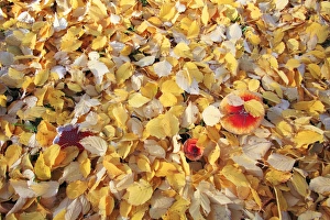 Images Dated 5th November 2008: Birch Leaves - on ground with Fly Agaric (Amanita muscaria)