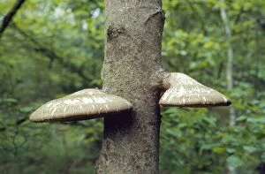 Images Dated 9th November 2007: Birch Polypore Fungus
