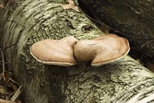Images Dated 26th October 2007: Birch Polypore. Habitat on birch - fruit bodies remain intact from one year into the next