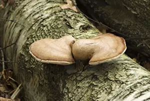 Polypore Prints: Birch Polypore. Habitat on birch - fruit bodies remain intact from one year into the next