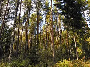 Estonia Prints: Birch and Spruce Trees. Nigula national park. Estonia