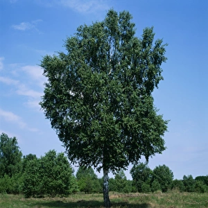 Images Dated 14th June 2004: Birch Tree