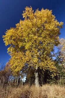 Betula Gallery: Birch Tree - in autumn colour