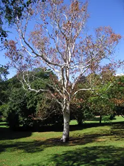 Birches Prints: Birch Tree - Autumn leaves in August - reaction to drought