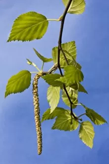Images Dated 17th April 2008: Birch Tree - leaves and catkins