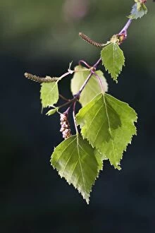 Birch Tree - leaves and catkins in spring