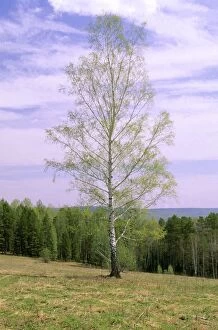 Stand Out Collection: Birch Tree Near river Serga, near Ekaterinburg, Middle Urals, Russia Spring