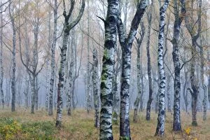 Betula Gallery: Birch Tree - woodland in autumn colour