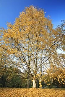 Birch Trees - in autumn colour