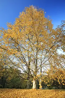 Birch Trees - in autumn colour, Hessen, Germany