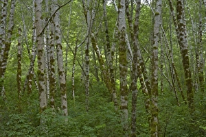 Images Dated 3rd May 2006: Birch Trees Redwood National Park California, USA LA000796