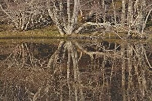 Images Dated 19th February 2008: Birch Trees - reflected in pond