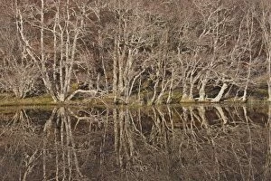 Images Dated 19th February 2008: Birch Trees - reflected in pond