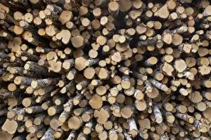 Piles Prints: Birch Woodpile - Birch trees are removed from the Pine Forests to reduce competition for the more valuable Pine Trees