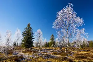 Bogs Prints: Birches (Betula pubescens) with hoar frost in a bog in the Haut Jura near Morez
